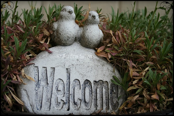 welcome birds